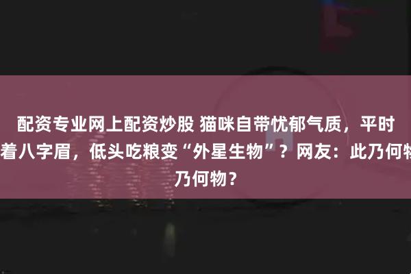 配资专业网上配资炒股 猫咪自带忧郁气质，平时顶着八字眉，低头吃粮变“外星生物”？网友：此乃何物？