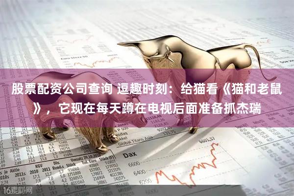 股票配资公司查询 逗趣时刻：给猫看《猫和老鼠》，它现在每天蹲在电视后面准备抓杰瑞